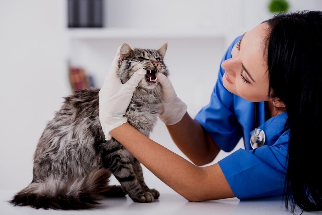 veterinaria que patas tres rios