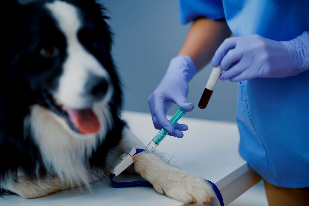 veterinaria que patas tres rios