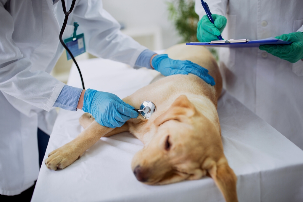 veterinaria que patas tres rios