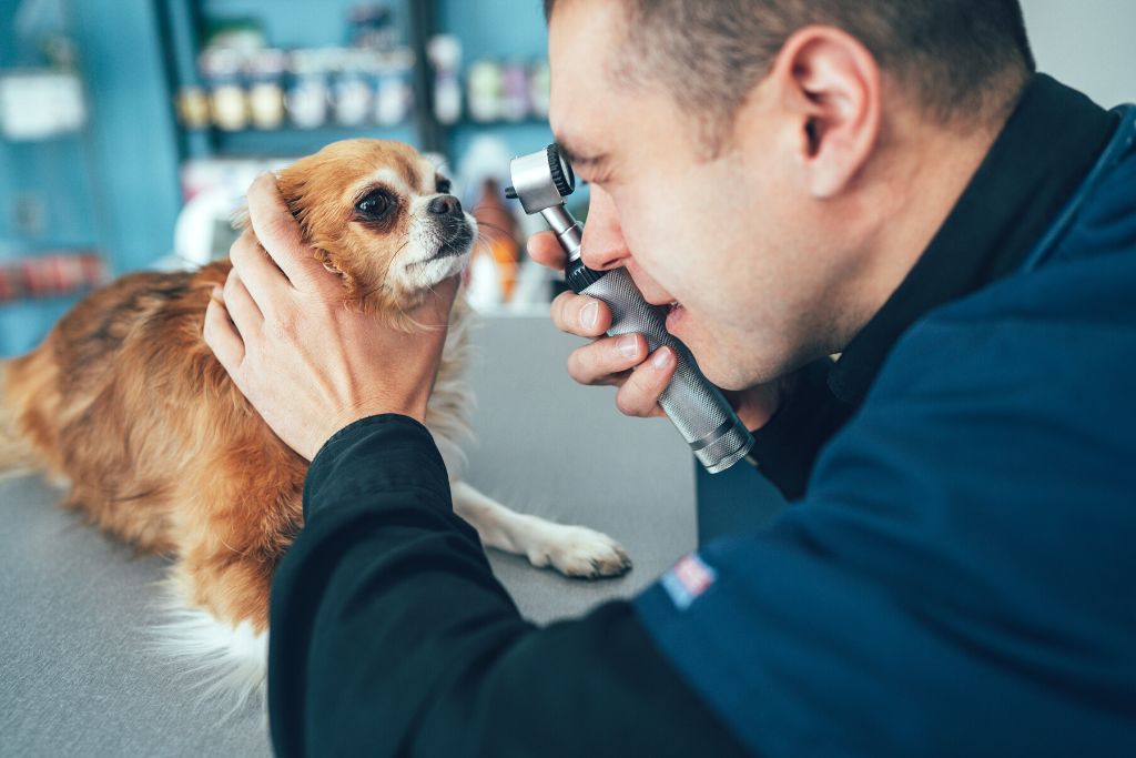 veterinaria que patas tres rios