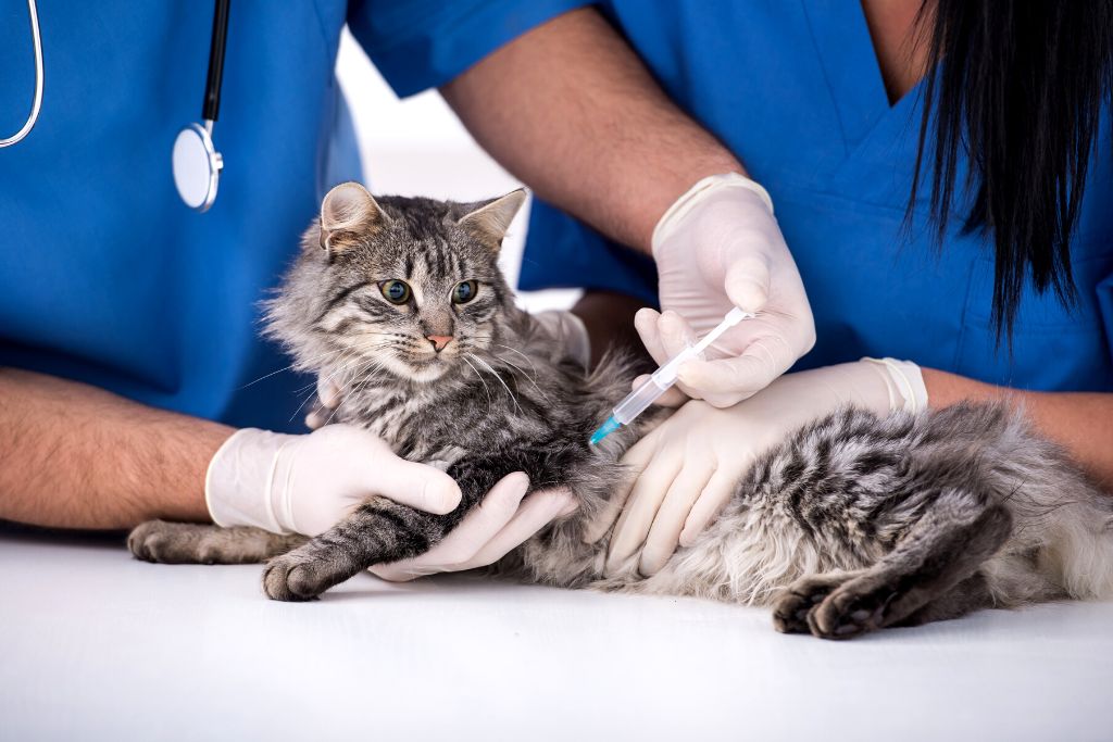 veterinaria que patas tres rios