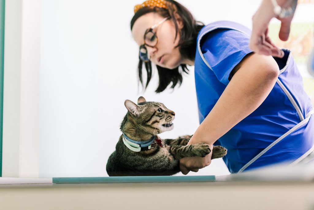 veterinaria que patas tres rios